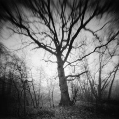 Im Dämmerlicht der Äste. Schwarz-Weiß-Bild eines mystischen Baumes mit verschlungenen Ästen.