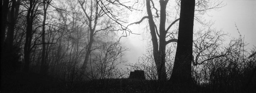 Hasselblad XPan mit Ilford FP4+ Film und Blaufilter Baum im Nebel.