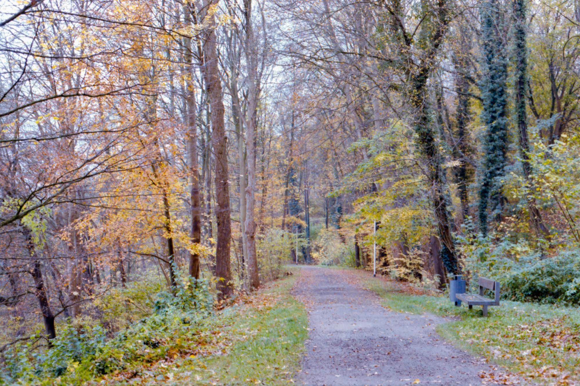 autumn path with trees