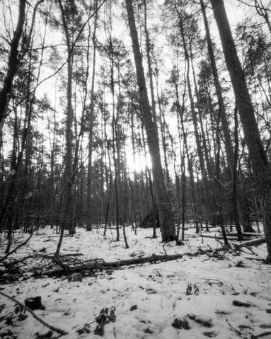 Pinhole picture taken with a Harman Titan 4x5 camera. Pinhole picture of trees in the wood.