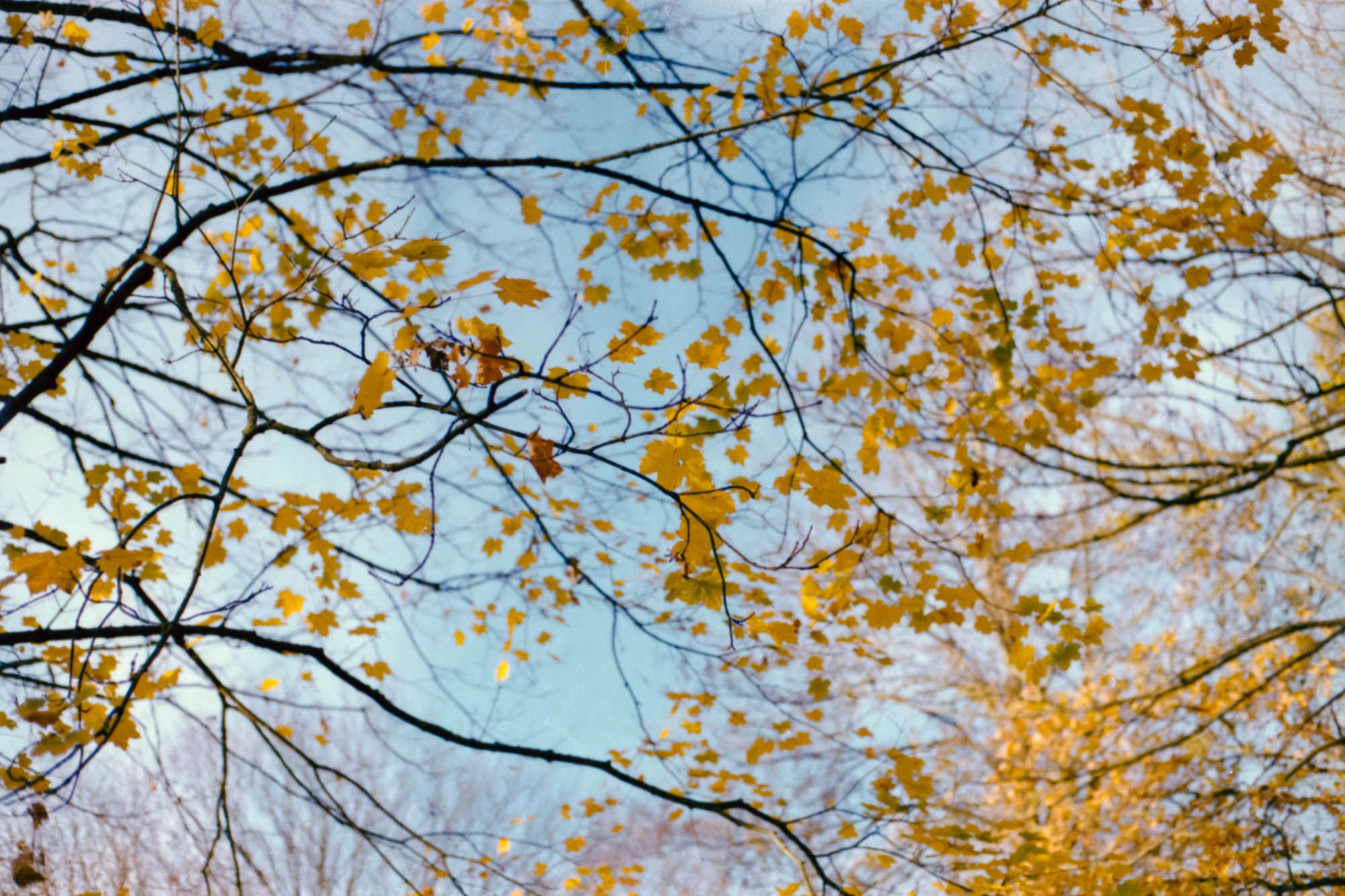 Colorful tree leaves.