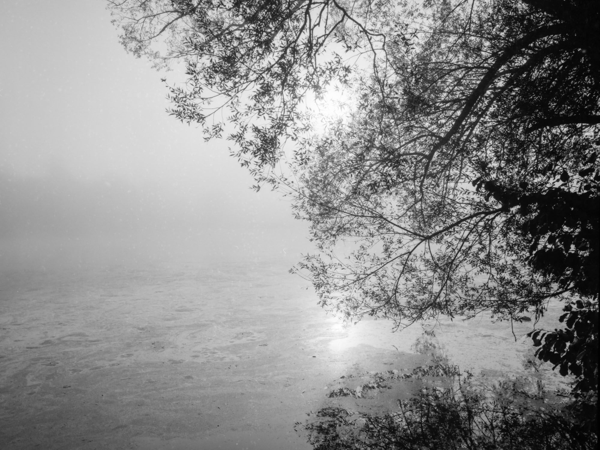 Soft, blurred outlines of a tree and water create a calm, dreamlike atmosphere in the fog.