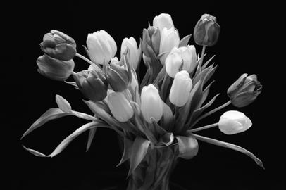 Ohne Filter. Aufgenommen auf Ilford FP4+ Film und entwickelt mit Ilfosol 3. Tulpen.
