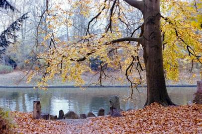 Herbstansicht an der Trave. | Canon 50E with Kodak Gold 200 Baum mit gelben Blättern.