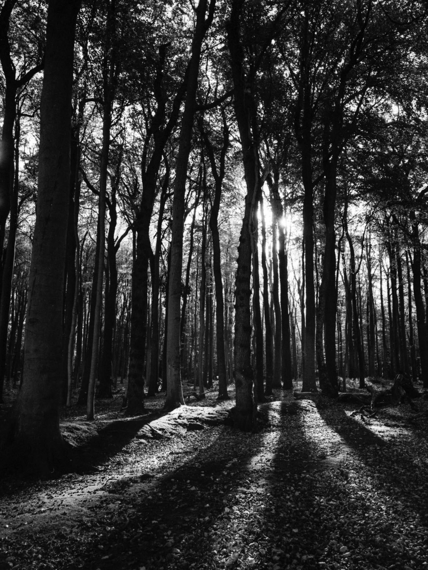 The black and white image shows a forest where sunlight breaks through the dense canopy, casting dramatic shadows and creating a stark contrast between the light patches on the ground and the dark areas of the forest.
