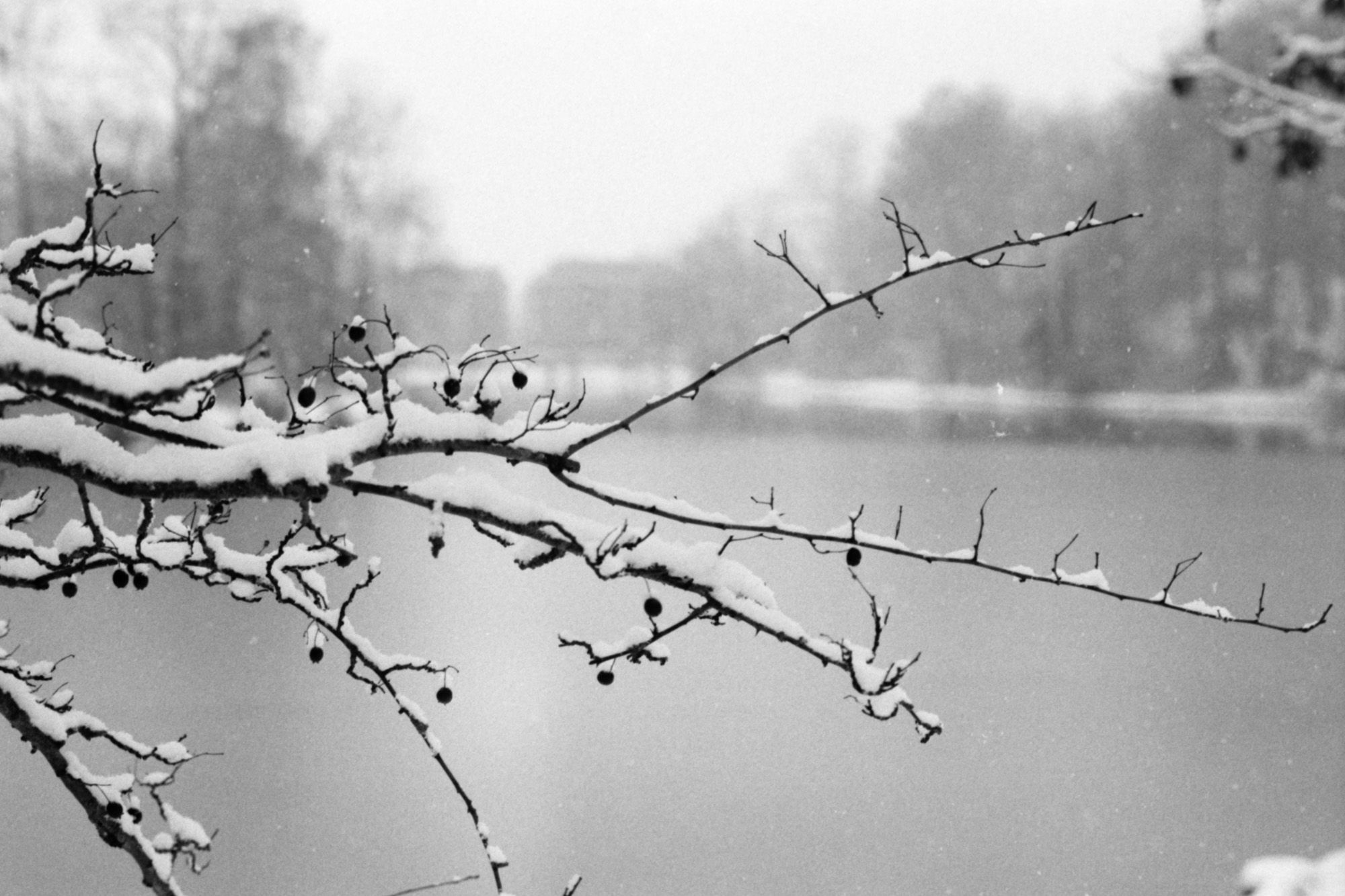 Schneebedeckte Äste.