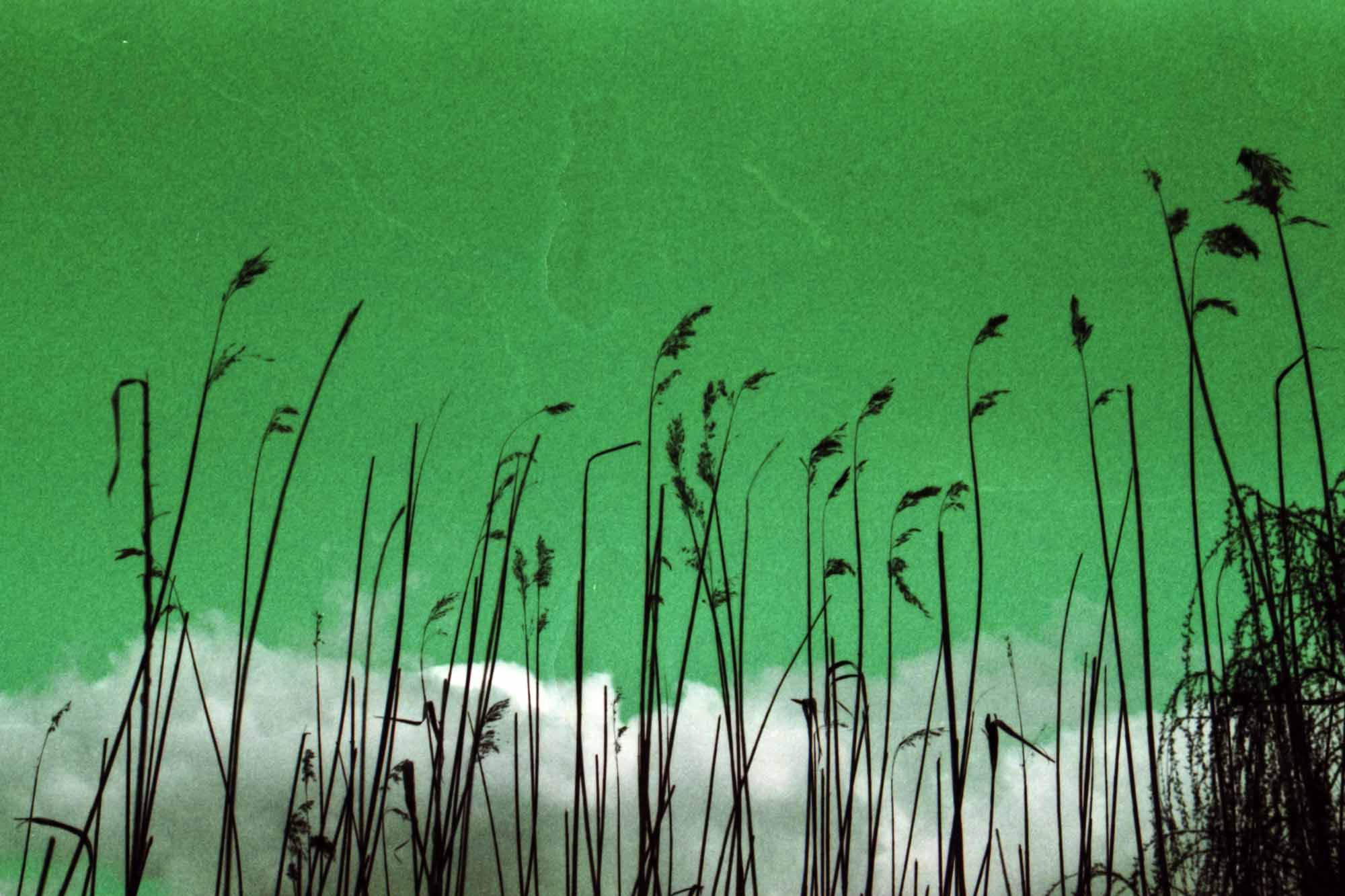 Water reed up to the green sky with clouds.