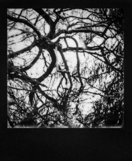 Spiegelnde Baumäste im Wasser 