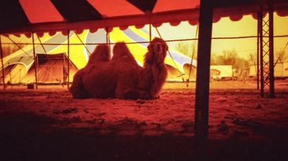 Sober. | Olympus XA with F. Zuiko 2.8/35 Camel in a tent.