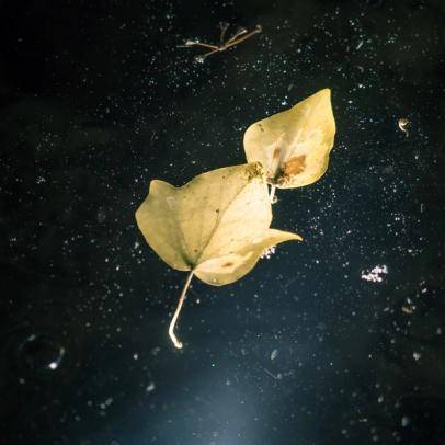 Liquid grounds Liquid grounds series, abstract view floating leaves.