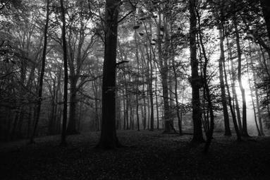 Waldgeflüster. Ein geheimnisvoller Wald in tiefen Schwarz- und Weißtönen. Die silhouettierten Bäume ragen hoch auf. Das Licht bricht durch die Äste und schafft eine geheimnisvolle Atmosphäre.