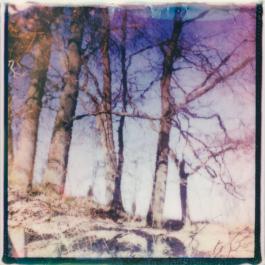 surreal view of some trees