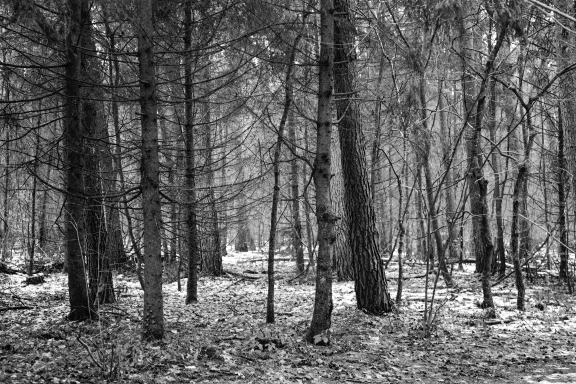 Waldansicht im Winter.