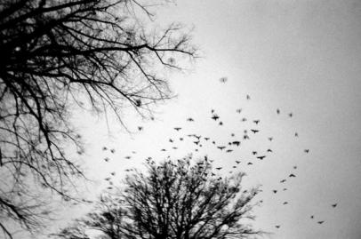 Wings. | Pentax ME Super | Kodak Tri-X EI 800 Flying birds through trees.