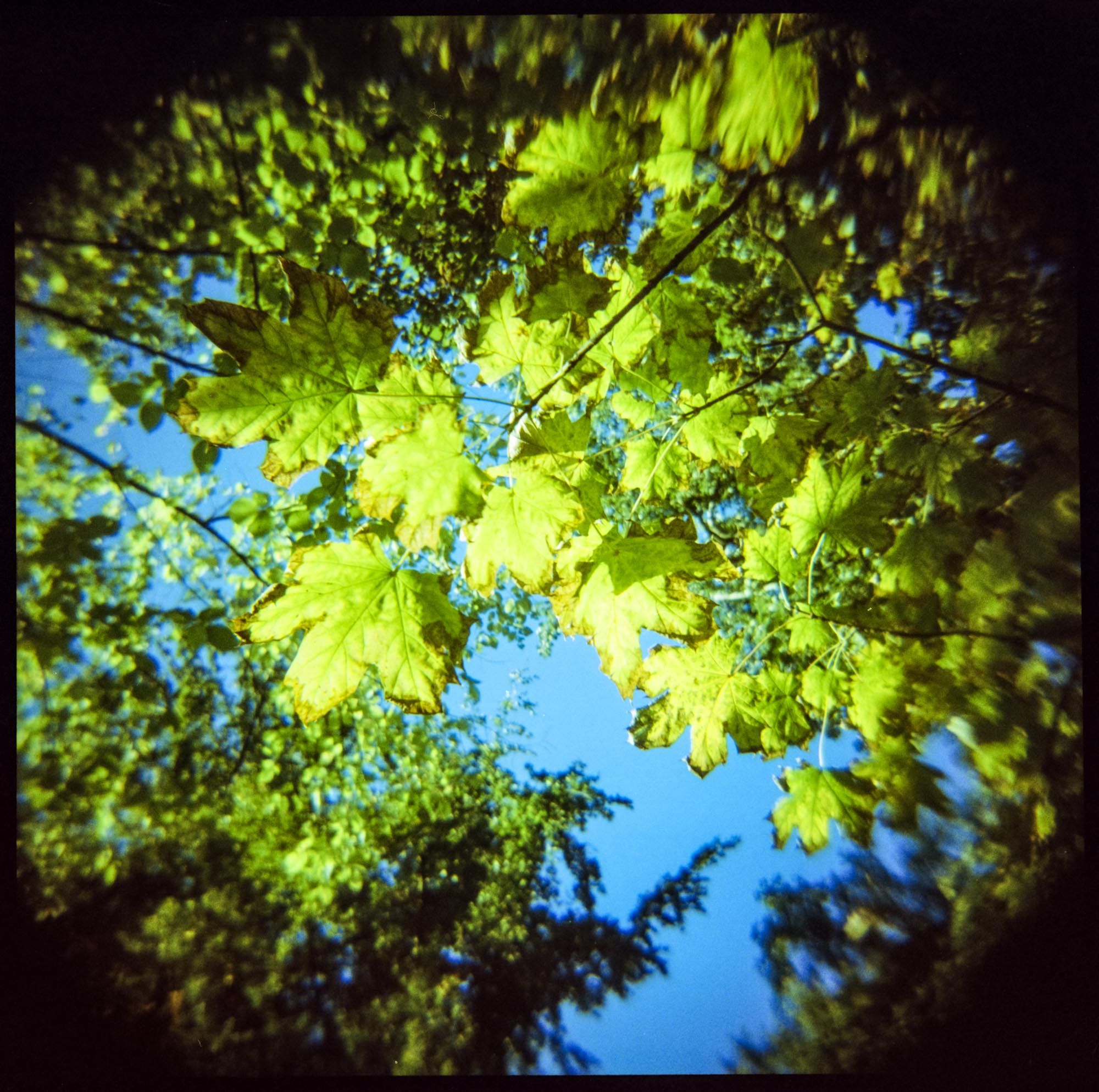 Leaves in the sky 