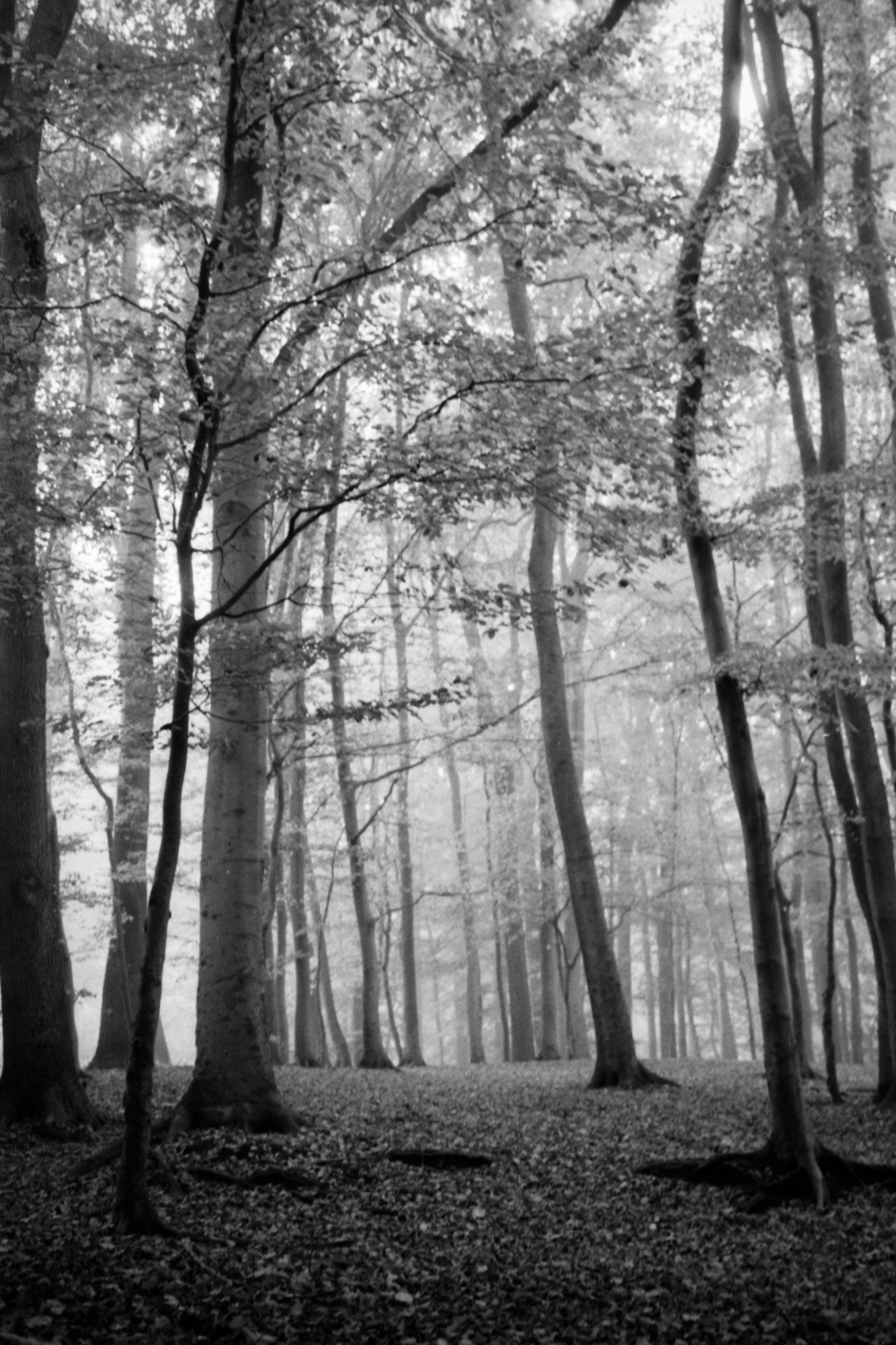 Black and white landscape of trees in autumn.