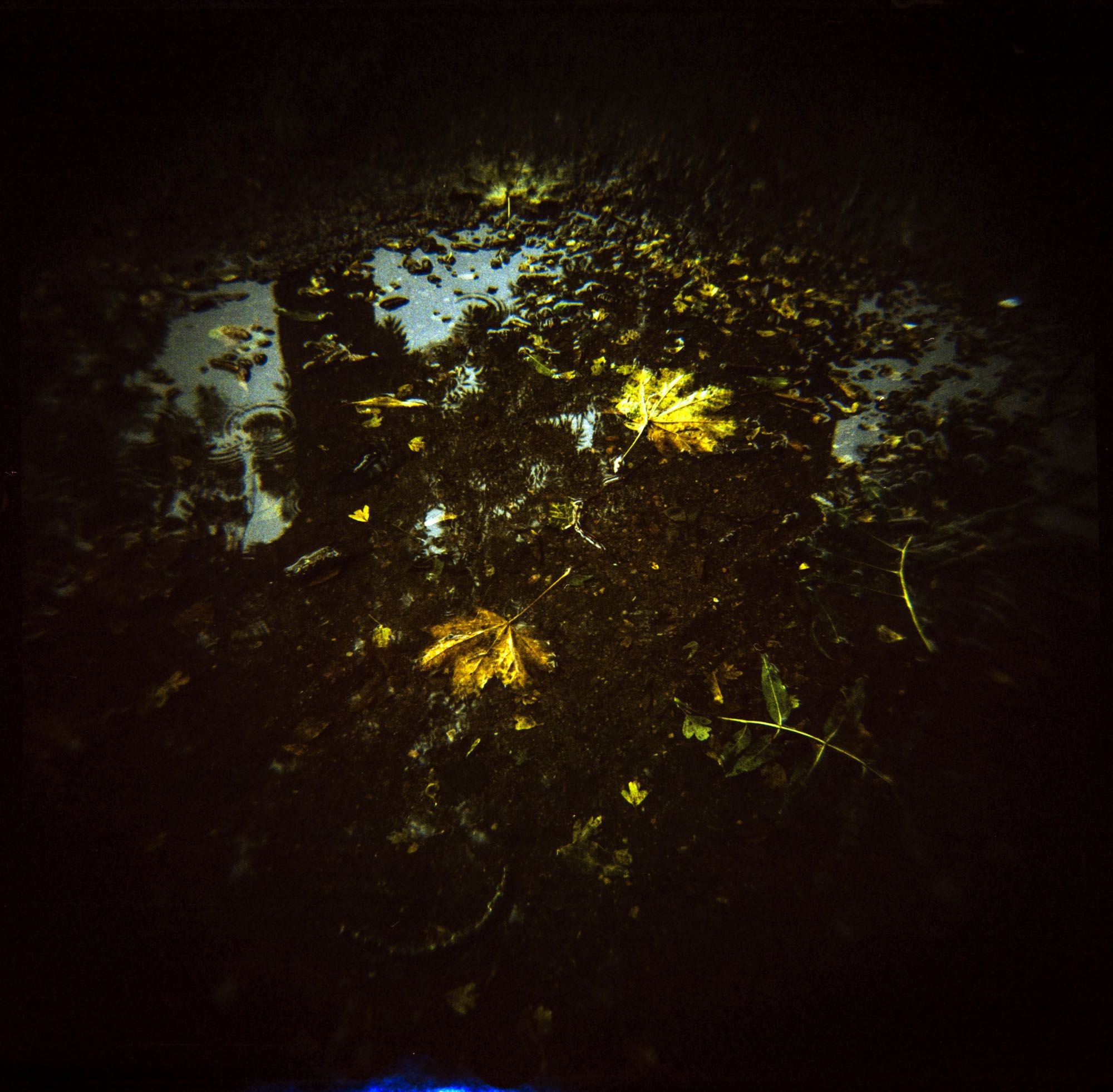 Fallen leaves in the puddle 