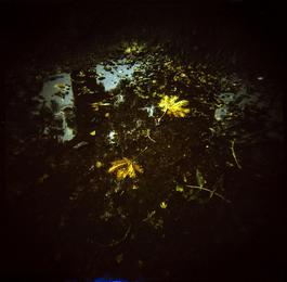 Fallen leaves in the puddle Fallen leaves in the puddle