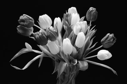 Gelber Farbfilter. Tulpen.