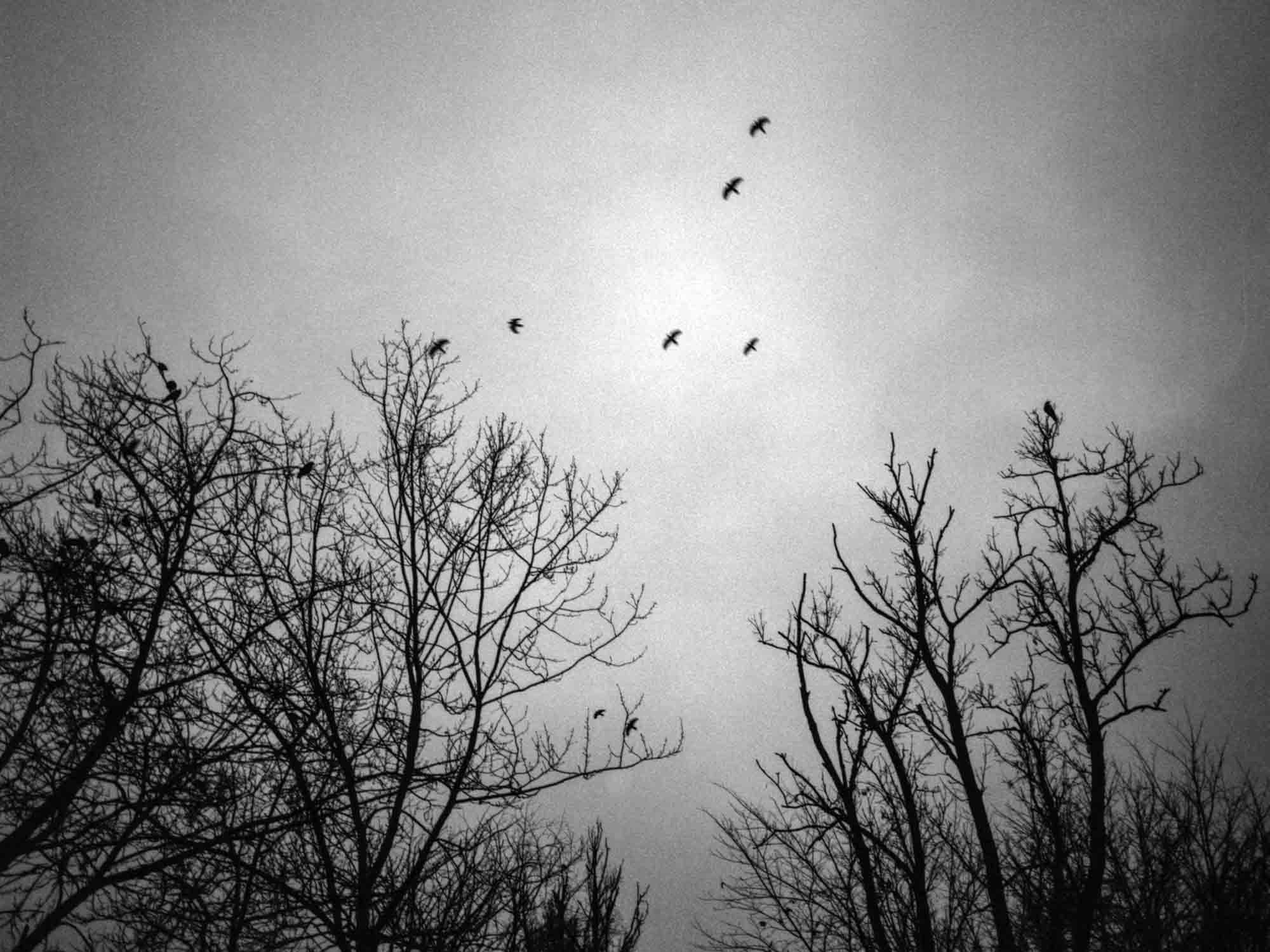 Fliegende Vögel mit Bäumen.