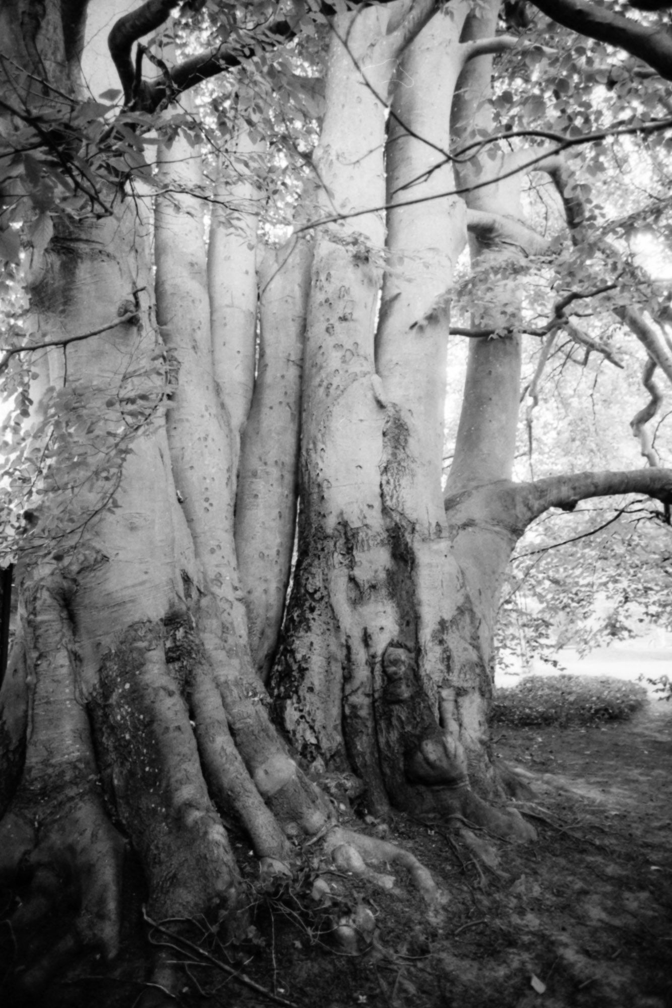 Black and white photo of an imposing multi-trunked tree in Louisiana Sculpture Park.