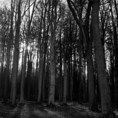 Woodland scene in black and white.