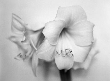 Amaryllis analog black and white.