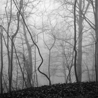 Trees in the fog.