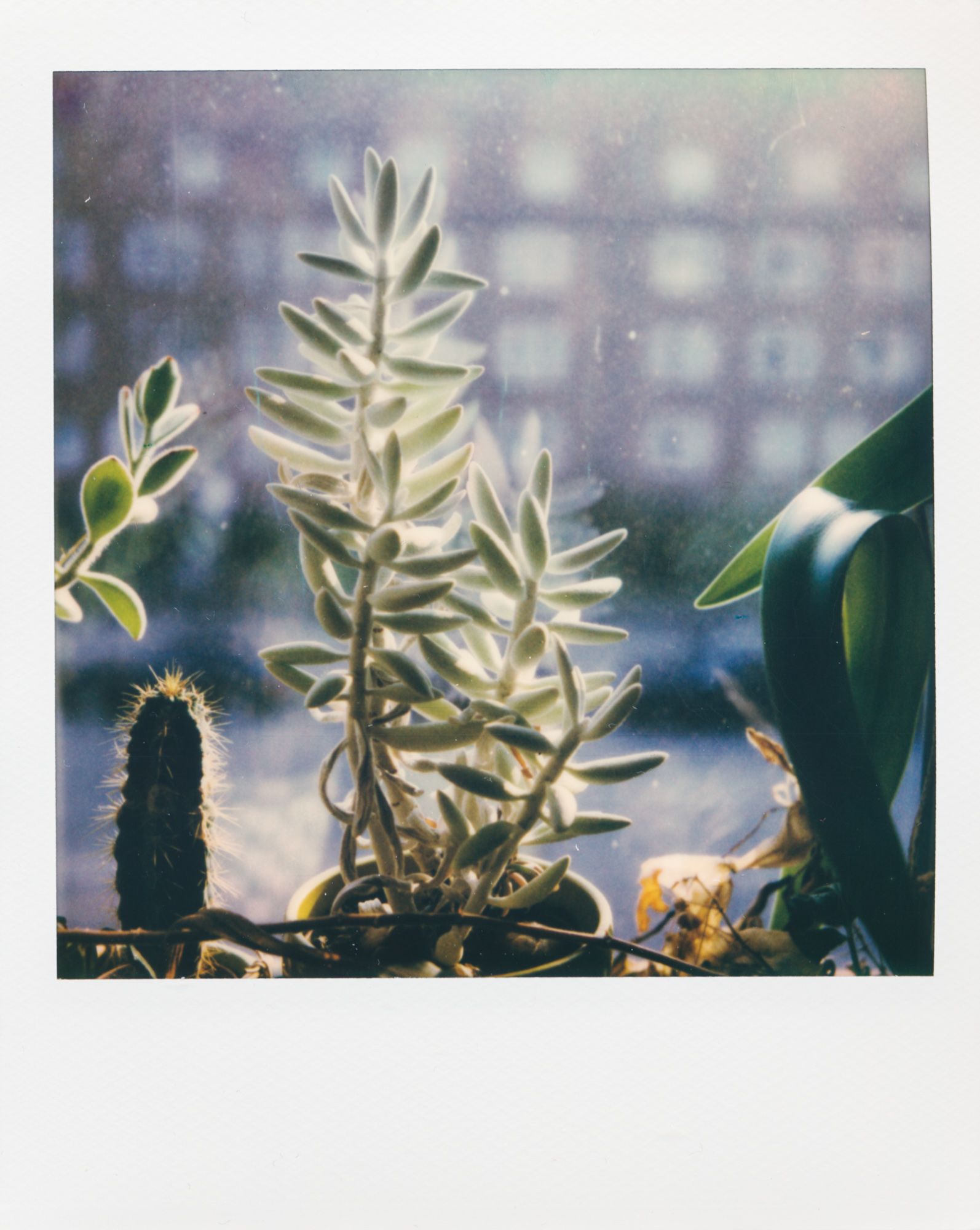Polaroid vom Kaktus auf einer Fensterbank.