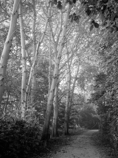 Tree group on the path. A group of trees along the path, their branches forming a natural canopy, with sunlight filtering through the leaves.