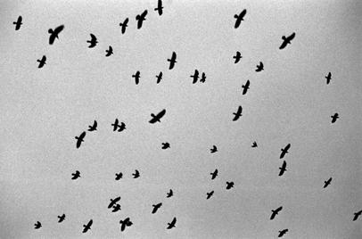 Distance. | Pentax ME Super | Kodak Tri-X EI 800 Flying birds in the sky.