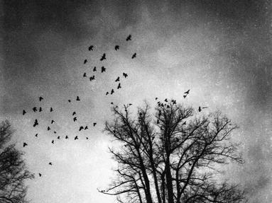 Night flying. Flock of crows flying in the sky.