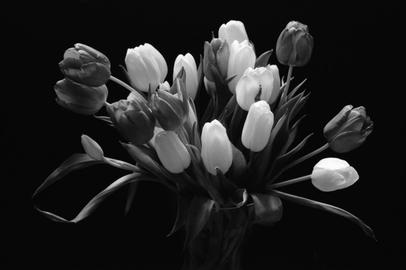 Für das S/W-Bild wurde ein Rotfilter verwendet. Es ist gut zu sehen, dass die Komplementärfarbe Grün fast schwarz wird. Tulpen.