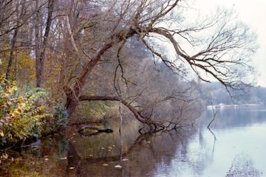 Baum am Ratzeburger See. Umgefallener Baum am Wasser.
