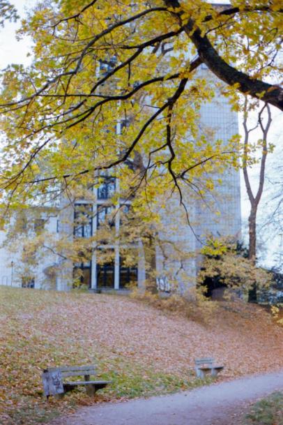 Farbenfroher Baum. Farbenfroher Baum vor einem Gebäude.