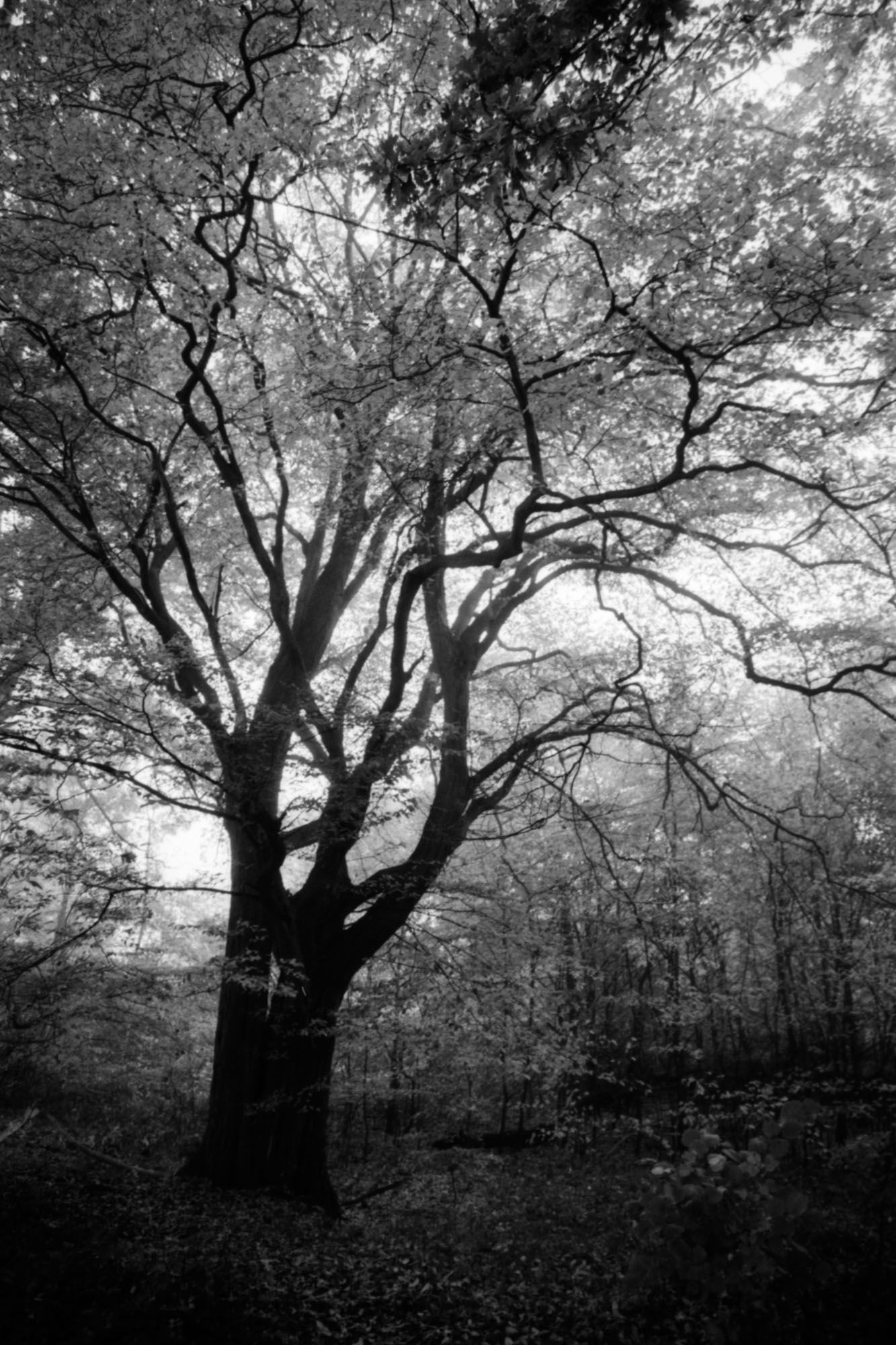 Majestic tree with complex, tangled branches.