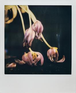 Days passing. | Polaroid Week October 22th 2019 - Day Three 1 | Polaroid SX-70 Land Camera Alpha 1 - SLR670-X MING EDITION Flowers