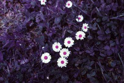 Gänseblümchen. Gänseblümchengruppe.
