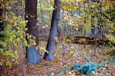 Bunter Wald. | aufgenommen mit einer Canon 50E und Kodak Gold 200 Film Wdd Bäume im Wald