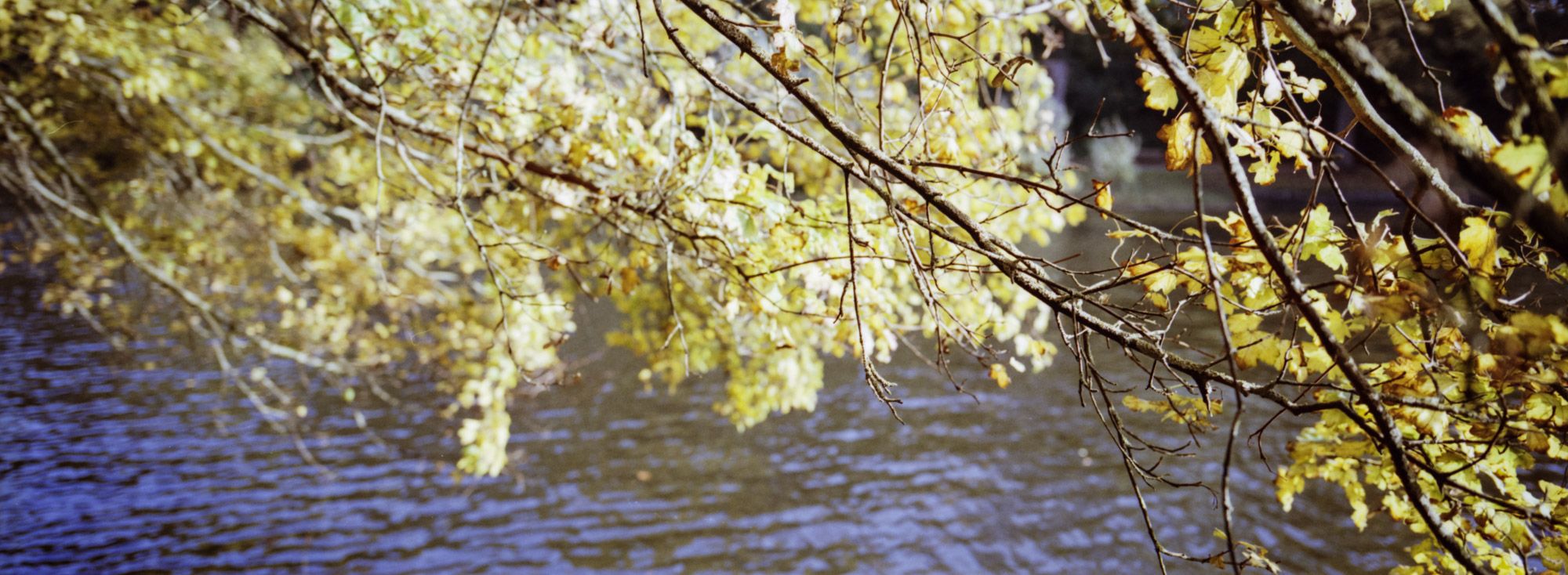 Panoramic photo of autumn tree leaves