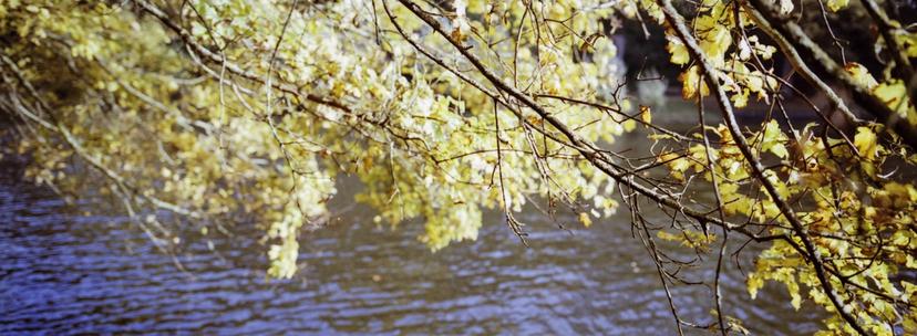 Falling side by side. Panoramafoto von herbstlichen Baumästen.