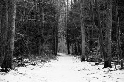 Snowy path into the forest. Snowy path into the forest.