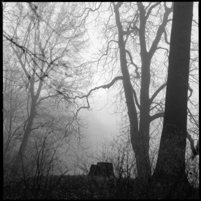 Mystic tree in the fog.