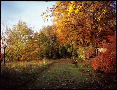 Farbenfrohe Bäume. Herbstszene in roten Farben.