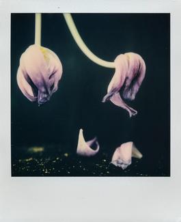 Hours passing. | Polaroid Week October 22th 2019 - Day Three 2 | Polaroid SX-70 Land Camera Alpha 1 - SLR670-X MING EDITION Flowers