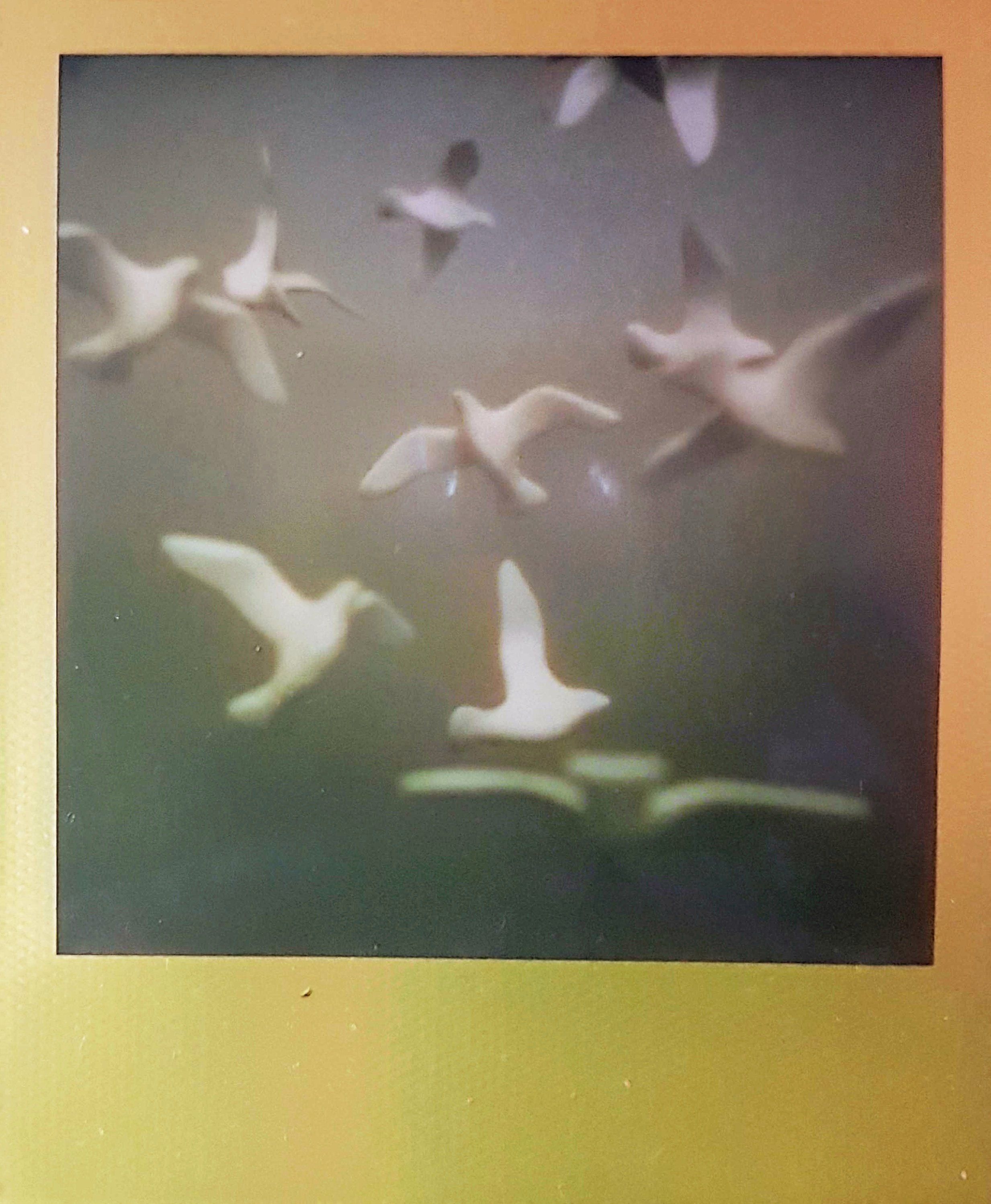 Fliegende Möwen.