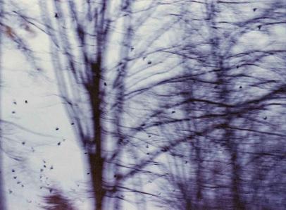 Voices in a dream. | Pentax ME Super | Press Color 200 expired 10/2003 Surreal and blurry view of trees and birds in the sky.