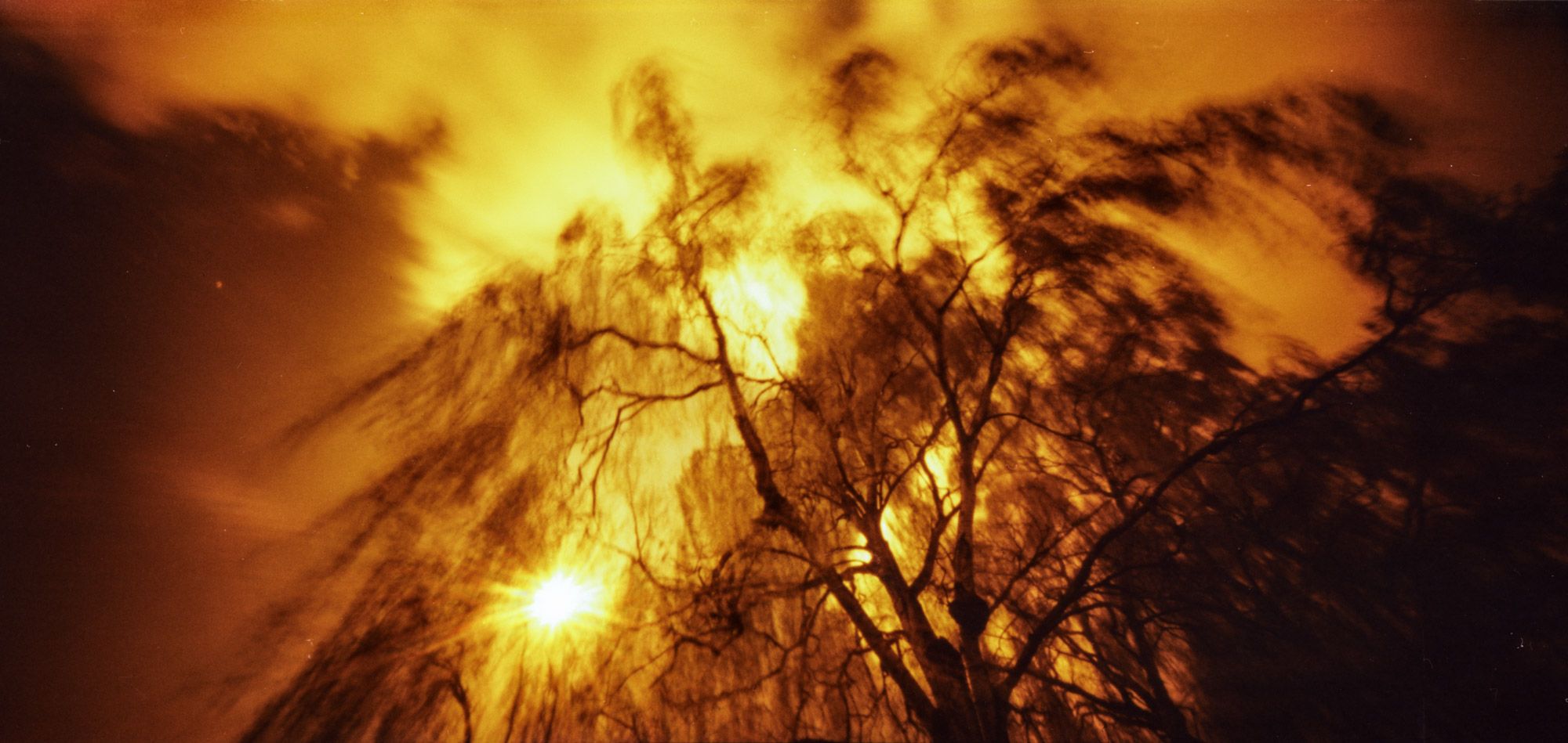 Surreal view of a tree in the sun.