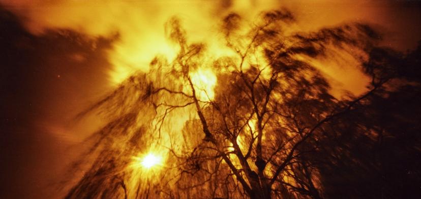 Exposure time: 1 second (F135). Measured time: 1/500s at F8. Surreal view of a tree in the sun.