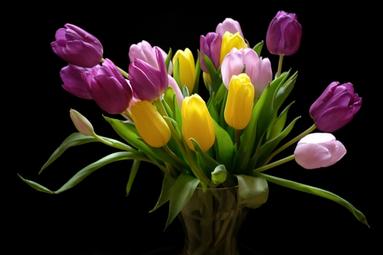 Bild aufgenommen mit der Fujifilm X100F als digitales Bild und Referenz. Bunter Tulpenstrauß mit schwarzem Hintergrund.